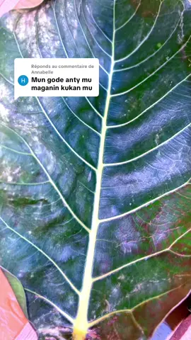 Réponse à @Annabelle #antychagalierbuzualikitamata #viraltiktok #goviral #vue #ganatiktok🇬🇭 