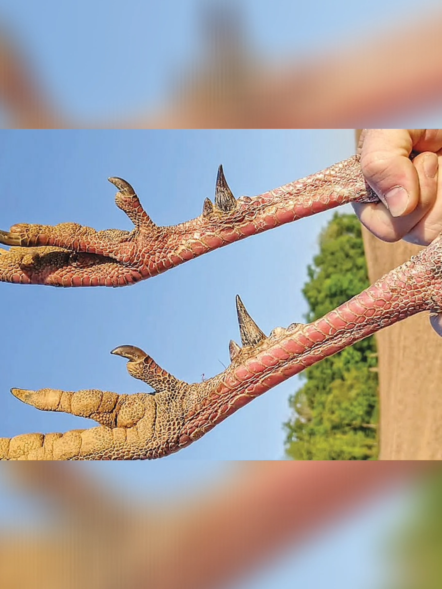 Rare Find In Turkeys: Only One In 900 Turkeys Have This #NWTF #Turkeys #education #fyp #foryourpage #Hunting