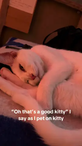 She’s white but has the chaos of a black cat 😩 #whitecat #cat #kitten 