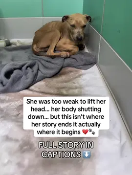 They found her in a cold, concrete kennel behind an abandoned building.  Curled up in the corner, trembling, silent.  No bark. No whine. Just the sound of shallow breathing. 💔 She had no name.  Her body was so thin her bones pressed sharply against her skin.  Every rib, every joint visible — a map of neglect and pain.  Her fur had fallen out in patches, and her eyes were half-closed, dull from exhaustion. They didn’t know how long she had been there, but it was clear — too long.  The vet’s first words were quiet: “She’s severely emaciated… we’ll try, but she might not make it through the night.” But they gave her a name anyway.  Luna. 🌙  Because even in total darkness, she deserved a little light. That night, no one left her side.  Volunteers took turns sitting on the cold floor next to her crate.  They whispered to her softly, telling her she was safe now… that it was okay to rest. When she finally lifted her head for the first time, it was weak — but it was a miracle.  She wasn’t ready to give up. The recovery was slow and painful.  Every meal had to be tiny — too much food at once could have killed her.  Her organs were fragile. Her body had forgotten what nourishment felt like.  But day after day, she took one more bite, one more sip of water, one more breath of hope. And that’s when they started adding TAILY COLLAGEN 🍲✨ to her meals —  to help rebuild what starvation had destroyed. Within weeks, something changed.  🧬 Her wounds began to close.  🐾 Her fur started to grow back soft and golden.  💪 Her legs, once too weak to hold her weight, started to stand steady again.  Her eyes brightened — she looked at her rescuers not with fear, but with trust. The first time she wagged her tail, the entire clinic stopped to watch.  Everyone cried. Luna — the dog who was found too weak to stand — was now walking around, greeting nurses, and cuddling in their laps.  And when she was finally strong enough to go outside, she stood in the sunlight for the first time in months — eyes closed, tail swaying gently — just feeling warmth again. ☀️ Today, Luna is unrecognizable.  She sleeps on soft blankets, eats well, and wakes up every morning ready to play.  Her body healed. Her trust returned. Her light came back. 🌙✨ The secret that helped rebuild her?  TAILY COLLAGEN.  It didn’t just repair her body — it gave her life again. 💖 The same formula used in her recovery is now available for every dog who deserves a second chance.  Vet-trusted. Rescue-proven. Luna approved. 🐾 📦 Get yours now on Amazon — link in bio.  Because every dog deserves a comeback story like hers. #digsoftiktok #digsoftiktokviral #usatiktok #usa🇺🇸 #dogrescue 