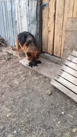 Relocating the baby with love and a soft bite 💕🐾