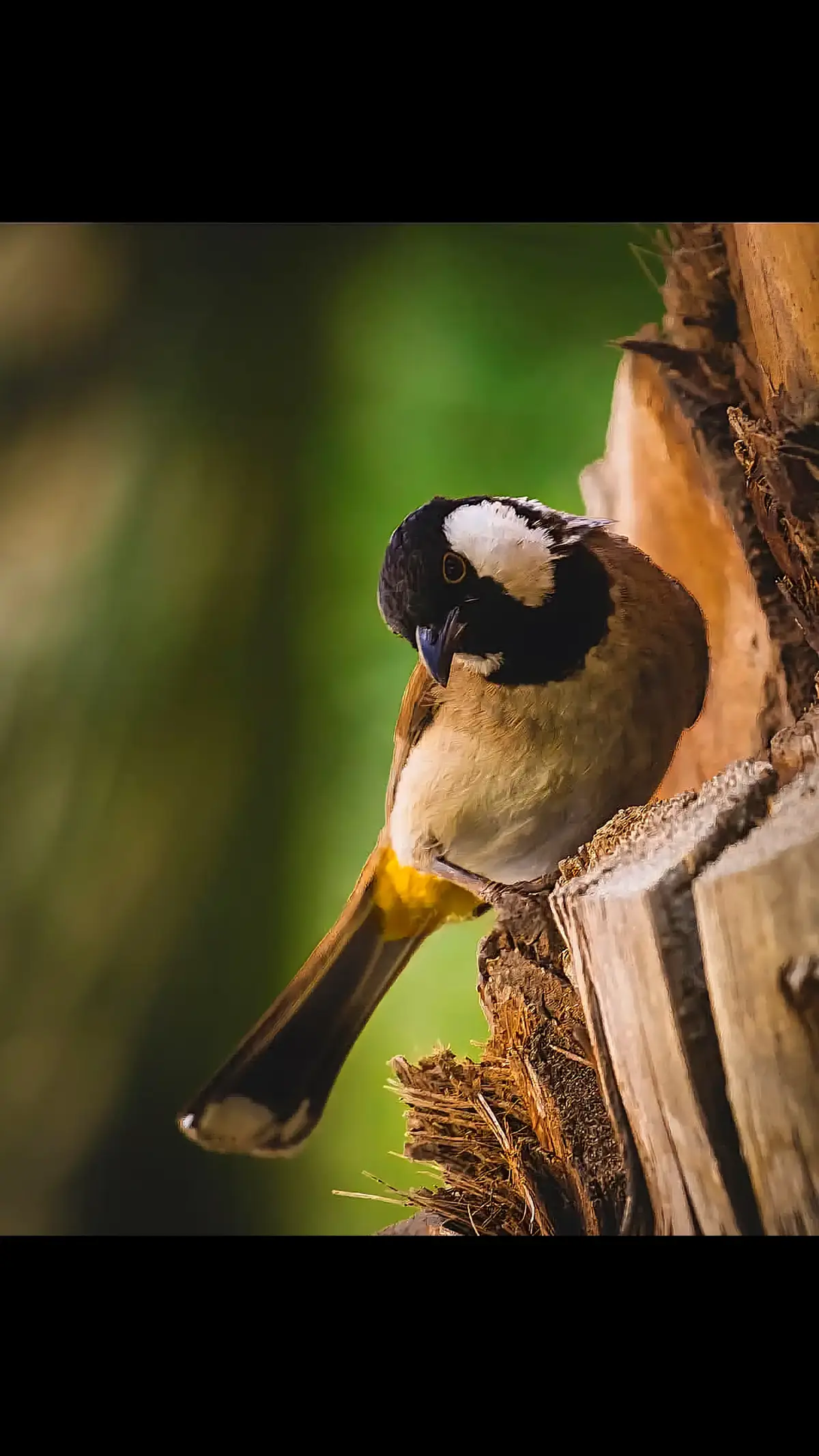 #بلابل #بلابل_العراقيه #بلابل_العراق_الحبيب #الشعب_الصيني_ماله_حل😂😂 #البصرة 