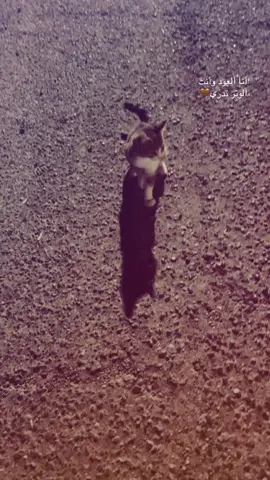 يسويها البخت وتضيع مني💔#تصويري_احترافي_الاجواء👌🏻🕊😴 #مجمع_الدور_السكني #اعادة_النشر🔃 