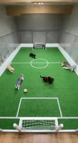 Cats 🐈 Playing Futbol ⚽ #catsoftiktok #cats #tiktokcats #fyp #play 