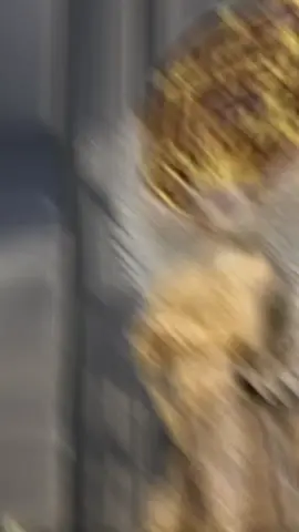 #daimon #pacto #lucifer #stolas