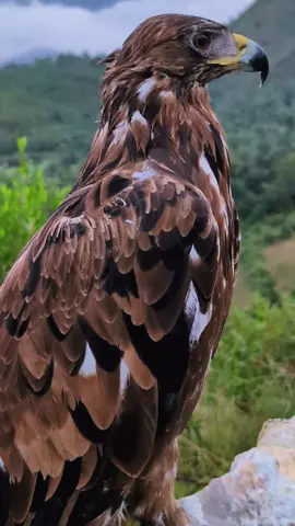 #golden#eagle #For #foryourpage #veralvideo 