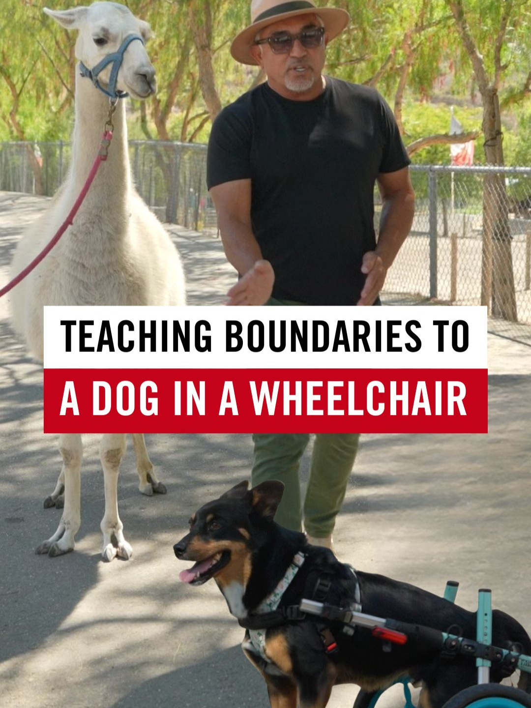 Barking isn’t needed when calm, confident energy leads. Even a dog with a disability responds to the same energy. The body may move differently, but the spirit, instinct, and heart stay the same. No hace falta ladrar cuando lidera una energía de calma y confianza. Incluso un perro con discapacidad responde a esa misma energía. El cuerpo puede moverse diferente, pero el espíritu, el instinto y el corazón siguen siendo los mismos.