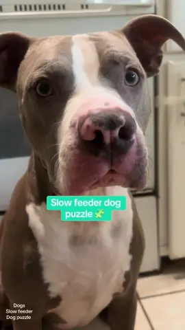 Such a fun enrichment toy for your fur baby, and it’s also a slow feeder.  #slowfeeder #dogpuzzle #dogenrichmenttoy #dogs #dogmom #doglove #dogtoy 