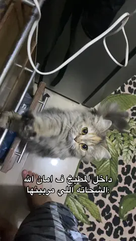 😂#fypシ #foryoupage❤️❤️ #الشعب_الصيني_ماله_حل😂😂 #