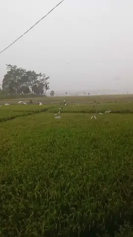 sebelum terjdi nya angin cianjur