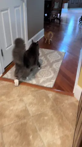 Fluffy tail  #mrlokibadoki #xyzbca #fyp #catsoftiktok #catsontiktok 