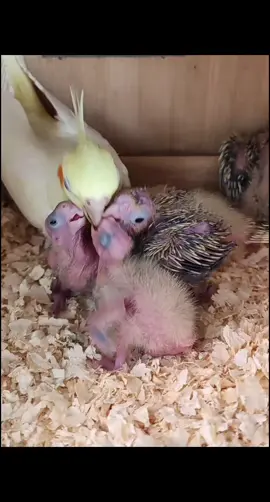 #cockatielsinging #cockatiel #Cockatielchicks #birds #thebirdsong #parrot #beautiful #cute #ForYou #ForYouPage #FYP #Viral #TrendingNow #Explore#WorldTrending #GlobalFYP #ViralVideo#SingingBird #WhistlingBird #ParrotSinging #BirdMusic #ViralSounds #FunnyBirds #TalentShowPet#Cockatiel #CockatielSinging #CockatielTok #TalkingBird #BirdTok #ParrotTok #PetTok #ViralBird #CuteBirds #birdlovers 