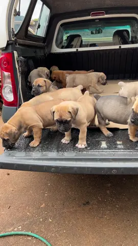 Our first vet visit . Health checks and Vaccines done ☑️ #boerboelpuppy #creatorsearchinsights #puppies #trendingvideo #Boerboel 