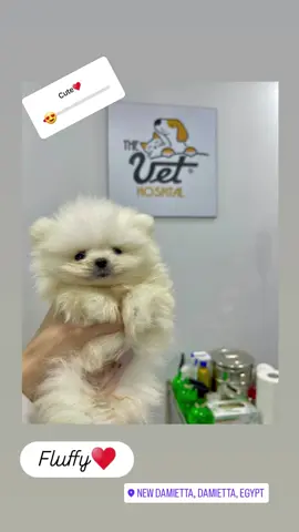 Fluffy ♥️🦮 #egypt #funny #veterinaria #cute #beautiful #damietta #newdamietta #vet #dogs #cats #animallovers #pets #animals #clinic #hospital #health  #قطط #كلاب  #ترند  #مصر  #دمياط  #دمياط_الجديدة  #حيوانات  #حيوانات_اليفه  #حيوانات_مضحك  #مضحك  #trend  #محبى_الحيوانات 