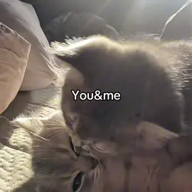 I Love You❤️‍🩹 #catsoftiktok #lovecat #loveyou #catlove #foryou 