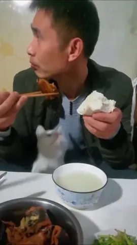 cats funny & best moments with humans😝😝😝😂😂😂🤣🤣🤣🤪🤪🤪…… #cats #funnycat #catsoftiktok #funnyvideos #catlife 