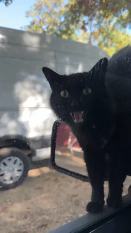 Mabo my mirror parrot #mabo#cats#catperson#farmlife
