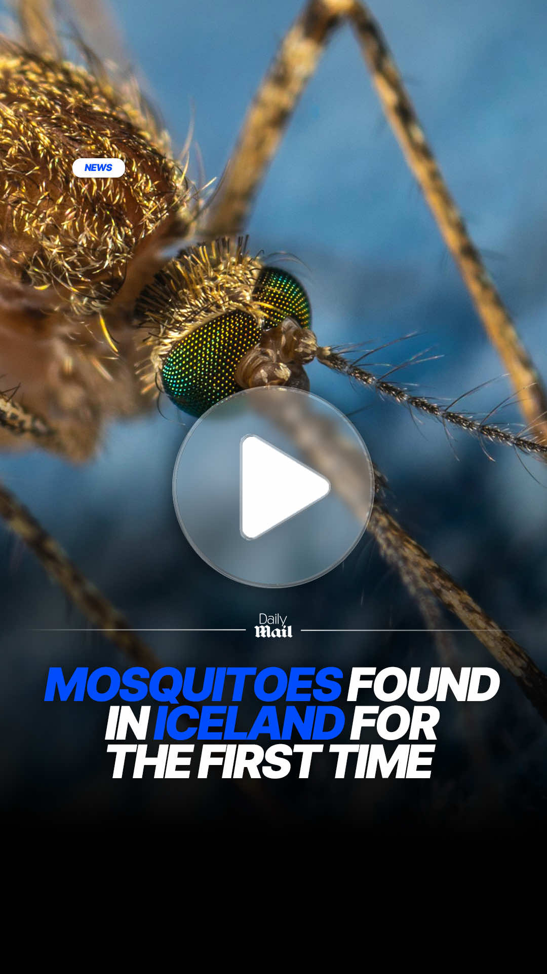 Mosquitoes have been found in Iceland for the first time, thanks to warming temperatures in the region. Iceland was previously one of two regions too cold for mosquitoes to inhabit, with the other being the continent of Antarctica. #news #climatechange #iceland #mosquitoes #weather 
