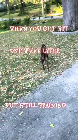 I got bit while training aggressive dogs last week…. If you never get bit then you ain’t dog training….. I get bit by a good dog at least 5 times a year Minimum….some times the fast ones just can sneak one off even if you got equipment SHIT JUST HAPPENS #rawlife #dogsoftiktok #missouri ##fyp GOTTA LOVE IT