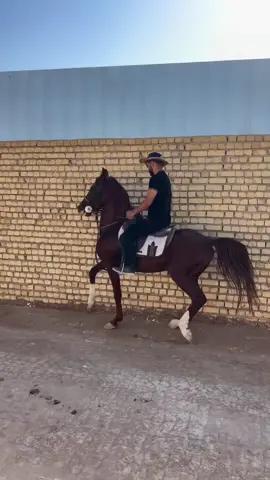 #horsetok🐴 #horselove #foryou #1millionaudition #horsesontiktok 