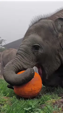 Tula’s always up to punkin  #halloween #elephant #animals #pumpkin #oregonzoo