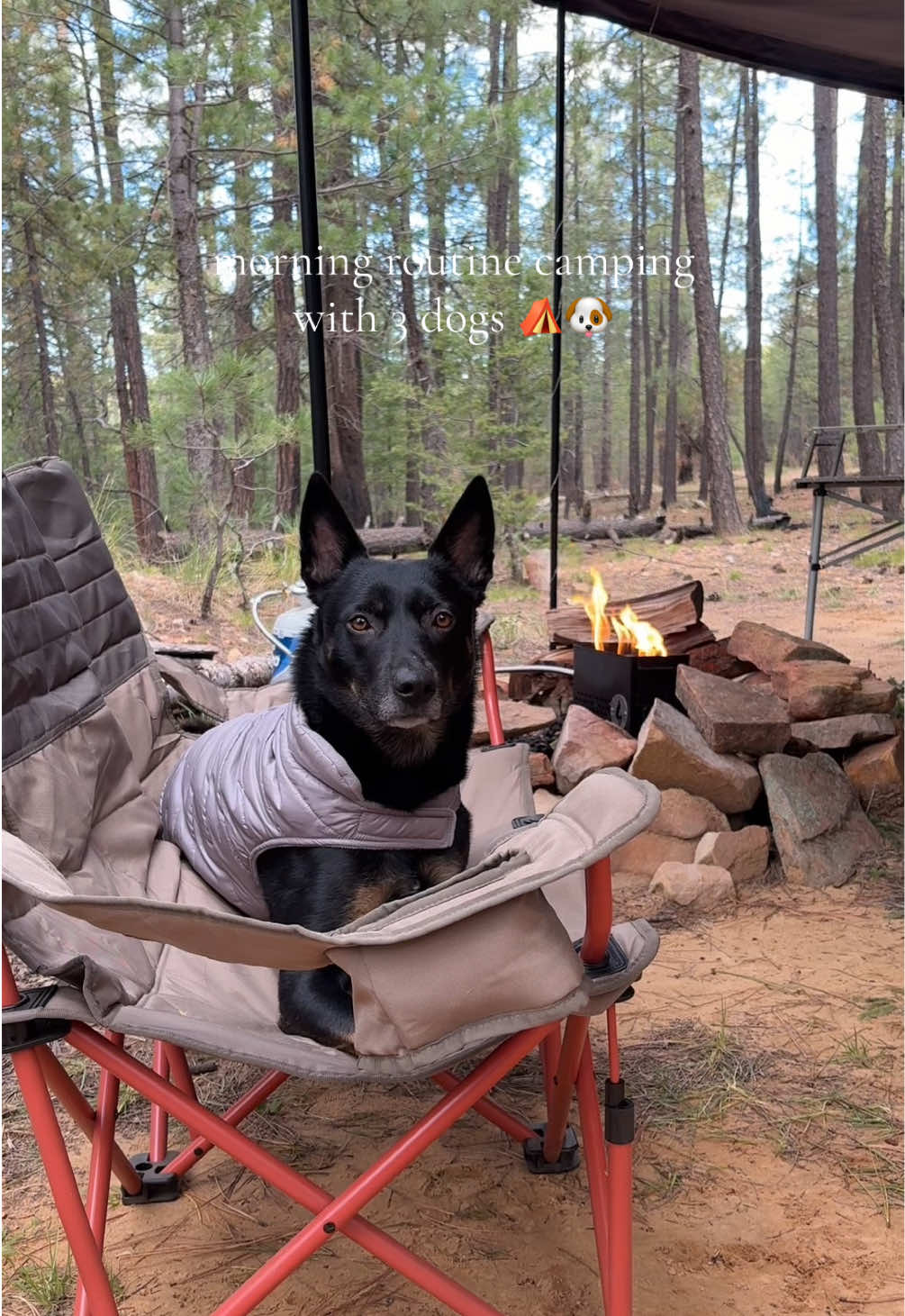 Who needs an alarm when you have 3 dogs in a truck camper?😅 #campingwithdogs #campinglife #dogsoftiktok #trending #carcamping 
