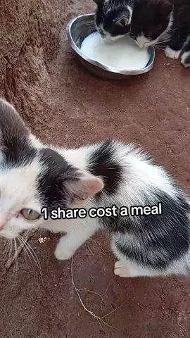 please donate something we urgently need your help 
