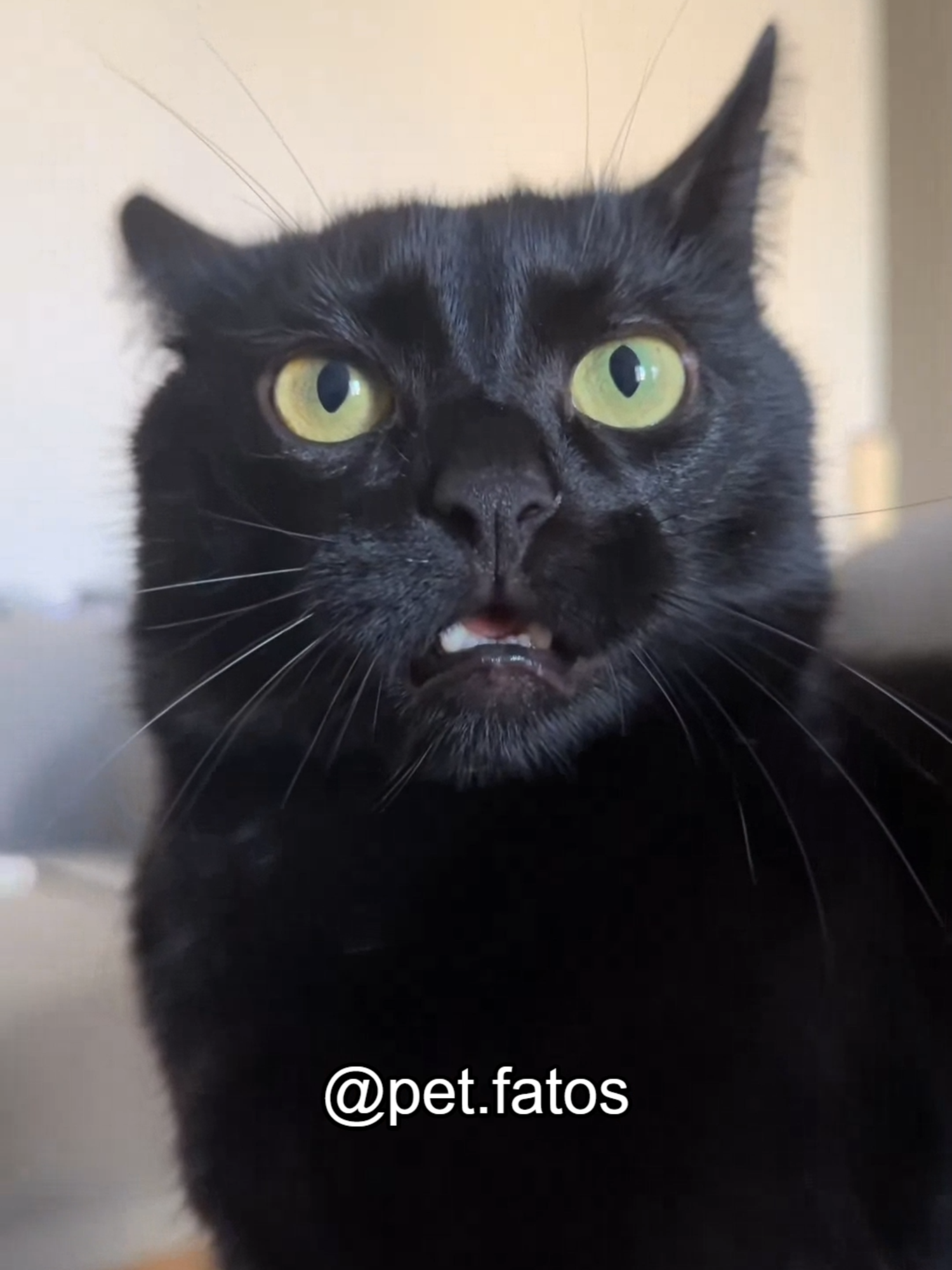 Gato Preto! o seu é assim? #gatos #pets #maedepet #animaisnotiktok #gatopreto