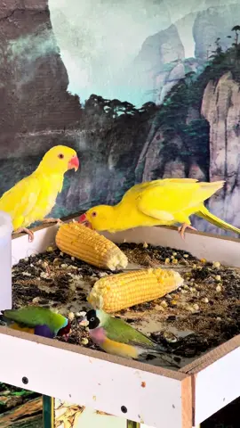 Birds 😍 #fyppppppppppppppppppppppp 