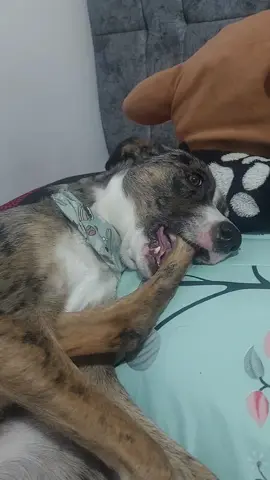 Alaska todos los días, ya tiene su almohada jaja🫶🏻 #funny #mascotas #parat #perros #parati 