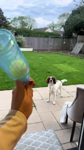 Spoilt maxi with his new dog toy, see how long this one lasts 🐶 #dogtoy #dogtoytest 
