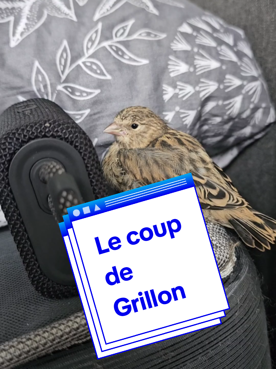 Le coup de grillon   نوطة  تشبه صوت الصرصور #oiseaudalger #chant_chardonneret #تغريد_الحسون #المقنين_زين🌷🎀😂 #ترويض_الحسون 