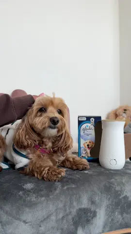 Disastro totale 🐾 → pulizia express 💨 → profumo di Glade 🌸 #Glade #AD #pubblicità #maltipoo