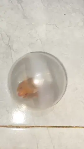 Ball running hamster 🤏 #hamstercore  #hamster  #fyp  #fypage  #foryoupage 