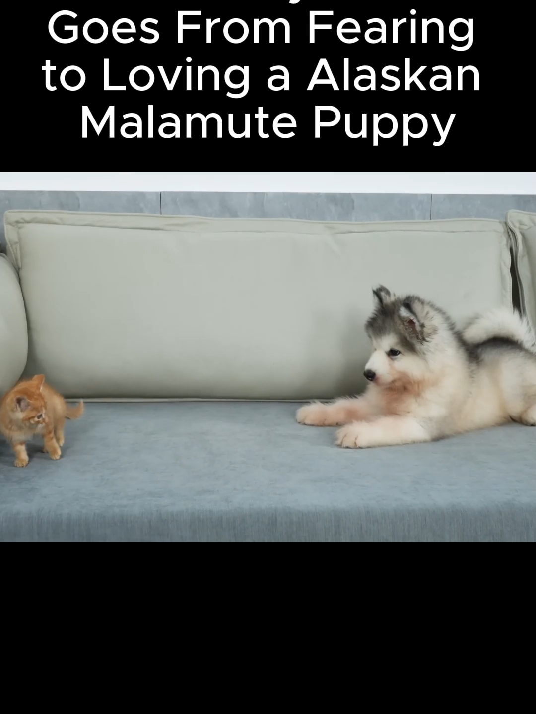How a Tiny Kitten Goes From Fearing to Loving a Alaskan Malamute Puppy
