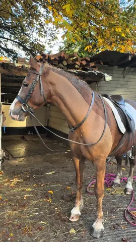 My young horse Donut is finally growing up, what a glow up 😍 #horse #equestrian #horserider #horses #horseriding 