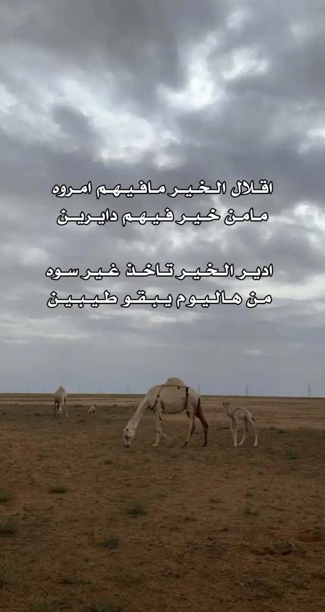 #شعراء_وذواقين_الشعر_الشعبي  #شعر_شعبي #شعر_ليبي #شعر_وقصائد  #شتاوي_غناوي_علم_ليبيه 