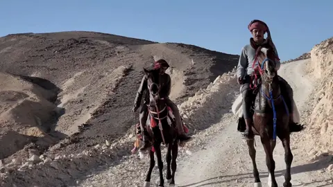 #خيل_وخياله🐎 #اكسبلورexplore #ماشاءالله #حصان #fyp 