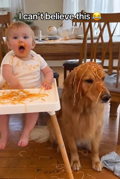 I can't believe this😂#foryou #viralvideo #funnyanimals #babytok #dogsoftiktok 