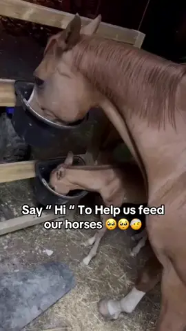 A single Hi could help us feed our horses . #trend #fyp #horse #Love #tiktok #fyppppppppppppppppppppppp #reels #page #fypシ 