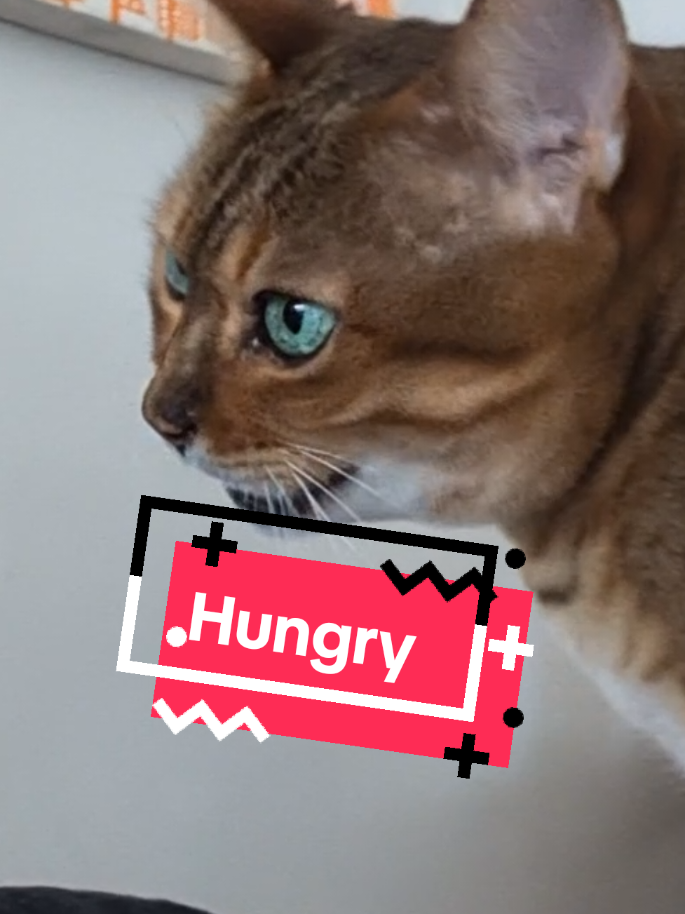 Tinker the hungry cat. #cat #singingcat #funnycat #hungrycat #clevercat @kayleigh2304 