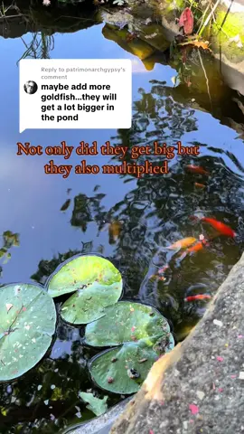 Replying to @patrimonarchgypsy about 5 small ones in there from previous owners & we added about 8 small fair goldfish in past 3 years. Definitely see more than 13 in there. #goldfish #goldfishpond #homemadepond #privatepond #fairfish 