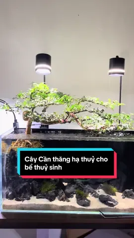 Cây bonsai cần thăng cho bể thuỷ sinh #bonsai #becathuysinh #ngocaquadesign #becamini #aquarium 