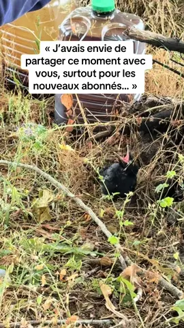 Le tout début de notre histoire avec Coco 🖤 Ce petit être tombé du nid qu’on a recueilli, soigné, aimé… Aujourd’hui il va mieux, et je voulais partager avec vous ses tout premiers jours 💫 #S#SauvetageAnimalH#HistoireVraieA#AmourAnimalPremiersJours