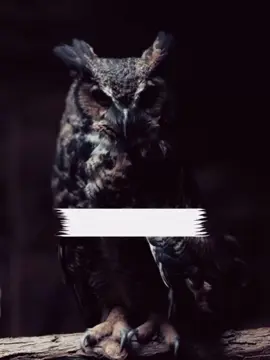 #CapCut 💔🫵🤚💔#CapCut @Ashfan Ashraf @TikTok Creator Pilot Program @EHSAN JUTT @adozi__rs 