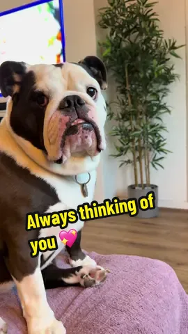 Always thinking of you 🥰 #britishbulldog #englishbulldog #fyp #repost #baronessbettybulldog @Gratitude and grace @Mel @Richard 