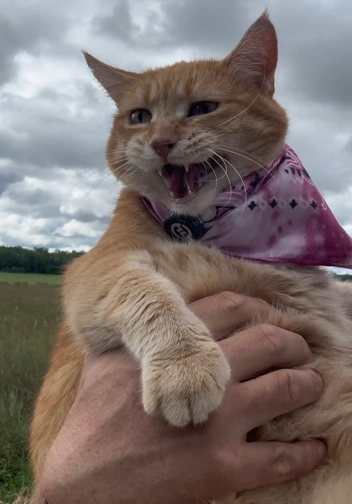 Meowdy purrtners. Pumpkin broke one of her hats in the forest on the previous part of the walk. As a result she was much faster since she wanted to get back to make sure she wasn’t missing out on any food (Pumpkin is on a diet due to getting some minor arthritis and isn’t too happy about it). 😤 💅  If you’re a fan of Pumpkin and Jack Spicer’s kitty cat cowboy content please consider subscribing to their linked in bio 😊 everything helps ❤️  #cat #cats #catsoftiktok #kittycat #cattok 