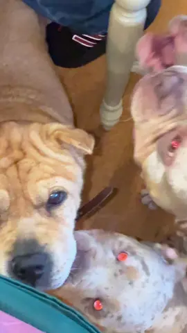 When you have 5 dogs and sit down to have lunch with your husband 🙄 can’t get a second of peace around here lol 😂 #dogfamily #cutedog #EnzoandEllie #TankandMinnie #anglivinlife 