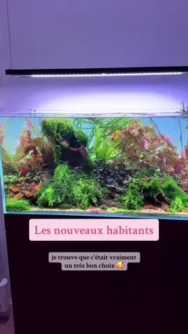 L’acclimatation s’est faite en été, donc bien sûr je n’avais pas de chauffage dans le seau d’acclimatation. Sinon, n’oubliez pas de vérifier les températures ☺️ #aquarium #aquascaping #nature #animeaux #poisson 