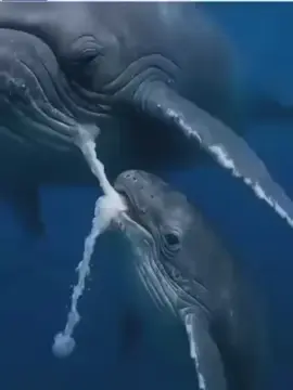 سبحان الله كيفة رضاعة الحوت الصغير من امة #الشعب_الصيني_ماله_حل😂😂 #السعودية🇸🇦 #السعودية_الكويت_مصر_العراق_لبنان #trending #الله 